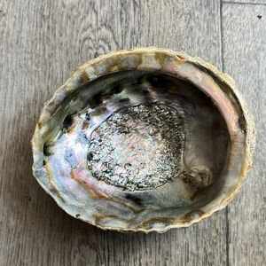 Iridescent Abalone Shell Art Piece